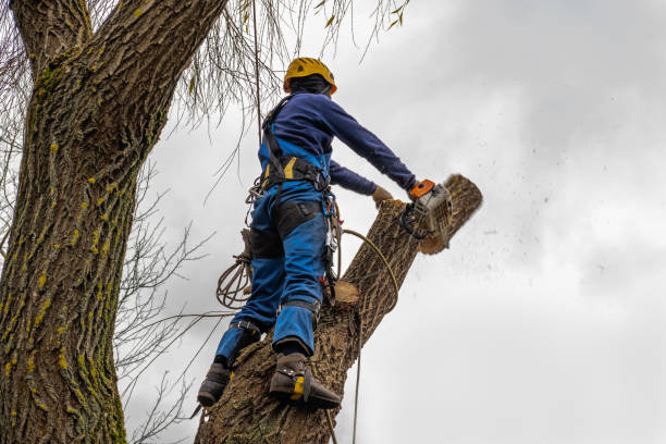 Best Emergency Tree Service  in USA